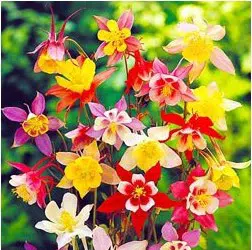 comprar sementes de colombina aquilegia sortida 2 2 e1495051777322