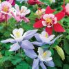 comprar sementes de colombina aquilegia sortida 2 3 e1495051755602