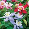 comprar sementes de colombina aquilegia sortida 2 3 e1495051755602