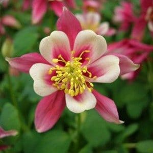 comprar sementes de colombina aquilegia sortida 2 4 e1495051730918