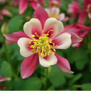 comprar sementes de colombina aquilegia sortida 2 4 e1495051730918