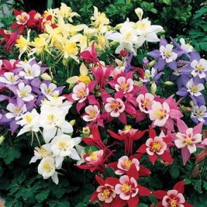 comprar sementes de colombina aquilegia sortida 2 5 e1495051704292