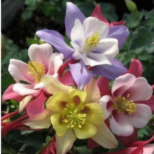 comprar sementes de colombina aquilegia sortida 2 6 e1495051680895