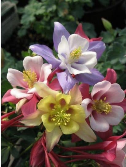 comprar sementes de colombina aquilegia sortida 2 6 e1495051680895