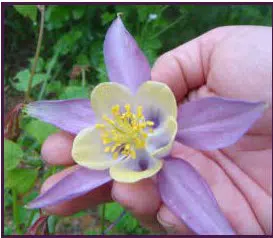 comprar sementes de colombina aquilegia sortida 2 7 e1495051660720