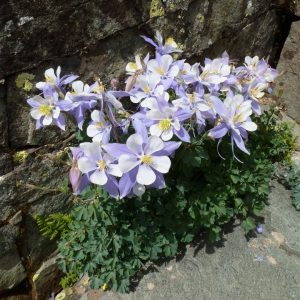 comprar sementes de colombina aquilegia sortida 2 8