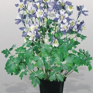 comprar sementes de colombina aquilegia sortida 2 9 e1495051602272