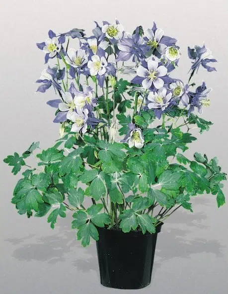 comprar sementes de colombina aquilegia sortida 2 9 e1495051602272