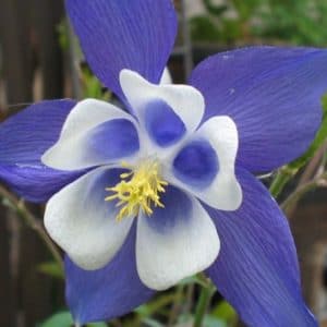 comprar sementes de colombina aquilegia sortida 2 e1495051799238