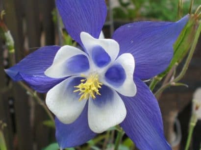 comprar sementes de colombina aquilegia sortida 2 e1495051799238