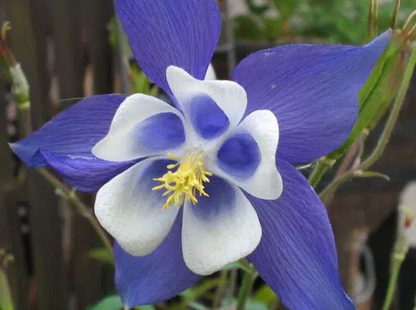comprar sementes de colombina aquilegia sortida 2 e1495051799238