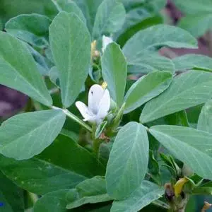 comprar sementes de feno grego 2 11 e1495052326477