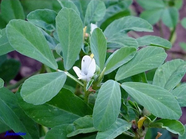 Sementes de feno-grego com folhas verdes na superfície de