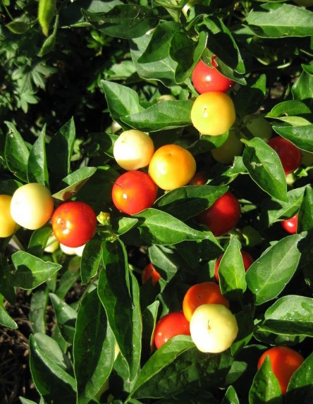 Pimenta Redonda para Vaso: 40 Sementes - SoFlor Sementes