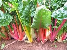Sementes de Acelga Arco-Iris Colorida: 50 Sementes - Só Flor Sementes