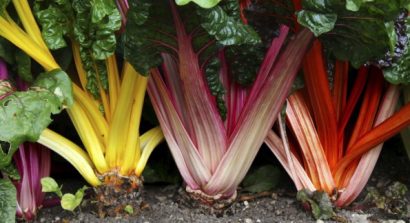 Sementes de Acelga Arco-Iris Colorida: 50 Sementes - Só Flor Sementes