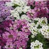 sementes de alyssum flor violeta 2 2 e1495122089361