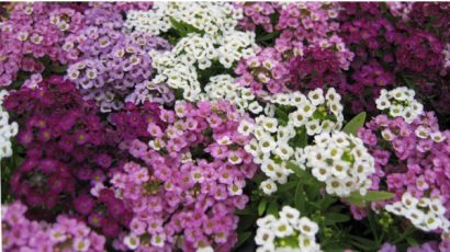 sementes de alyssum flor violeta 2 2 e1495122089361