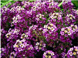 Alyssum Violeta: 20 Sementes - SoFlor Sementes