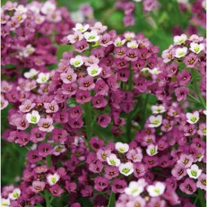 sementes de alyssum flor violeta 2 4 e1495122044358