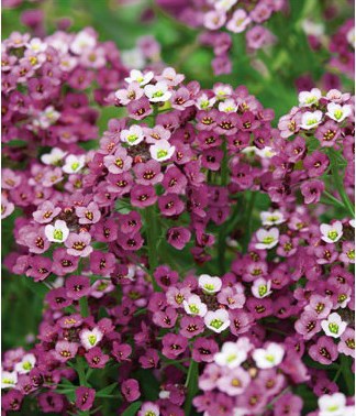 Alyssum Violeta: 20 Sementes - SoFlor Sementes