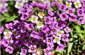 sementes de alyssum flor violeta 2 5 e1495122020129