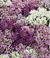 Alyssum Violeta: 20 Sementes - SoFlor Sementes