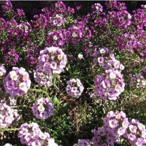 Alyssum Violeta: 20 Sementes - SoFlor Sementes