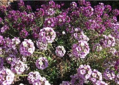 sementes de alyssum flor violeta 2 7 e1495121970592