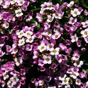 Sementes de Alyssum Flor Violeta