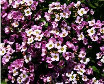 sementes de alyssum flor violeta 2 8 e1495121943787