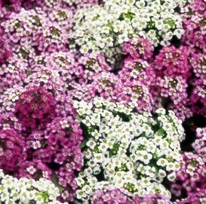 sementes de alyssum flor violeta 2 e1495122110681