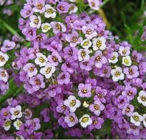 sementes de alyssum flor violeta 4691 e1495122143593