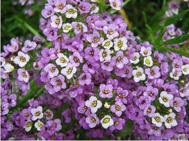 sementes de alyssum flor violeta 4691 e1495122143593