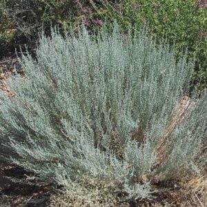 sementes de artemisia 2 5 e1495051894587