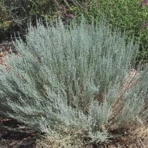 sementes de artemisia 2 5 e1495051894587