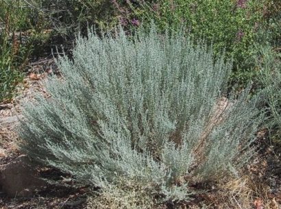 sementes de artemisia 2 5 e1495051894587