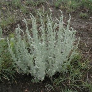 sementes de artemisia 2 6 e1495051872156