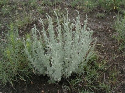 sementes de artemisia 2 6 e1495051872156