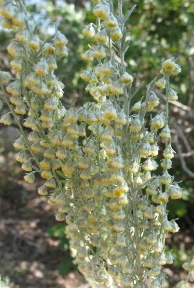 sementes de artemisia 2 e1495935040294