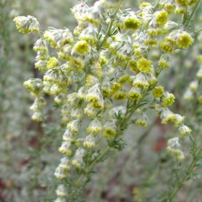 sementes de artemisia 9136