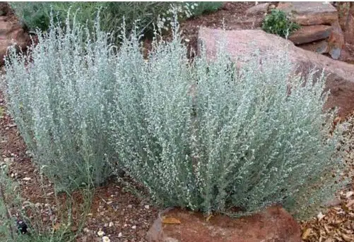 sementes de artemisia erva de sao joao 1833 e1495052028741