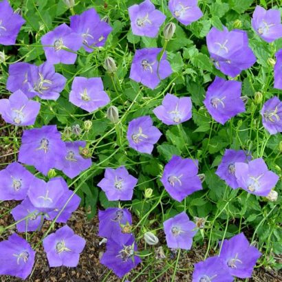 sementes de campanula singela roxa 2 2