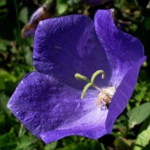 sementes de campanula singela roxa 2 3 e1495035479455