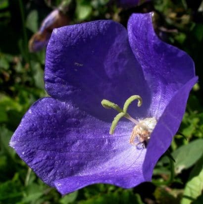 sementes de campanula singela roxa 2 3 e1495035479455