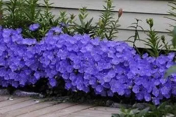 sementes de campanula singela roxa 2 4 e1495035459997