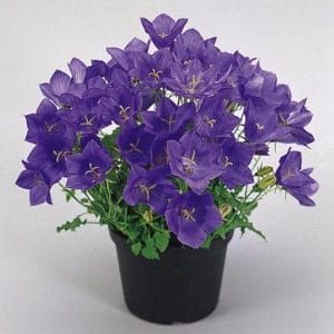 sementes de campanula singela roxa 2 5 e1495035393220