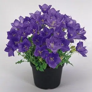 sementes de campanula singela roxa 2 5 e1495035393220