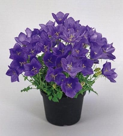 sementes de campanula singela roxa 2 5 e1495035393220