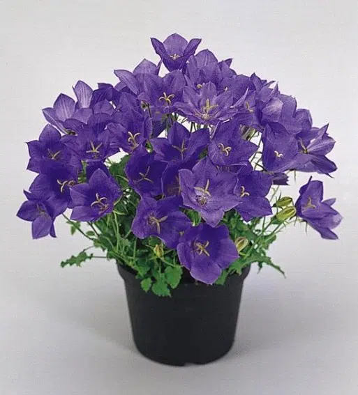 sementes de campanula singela roxa 2 5 e1495035393220